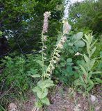 Epipactis helleborine