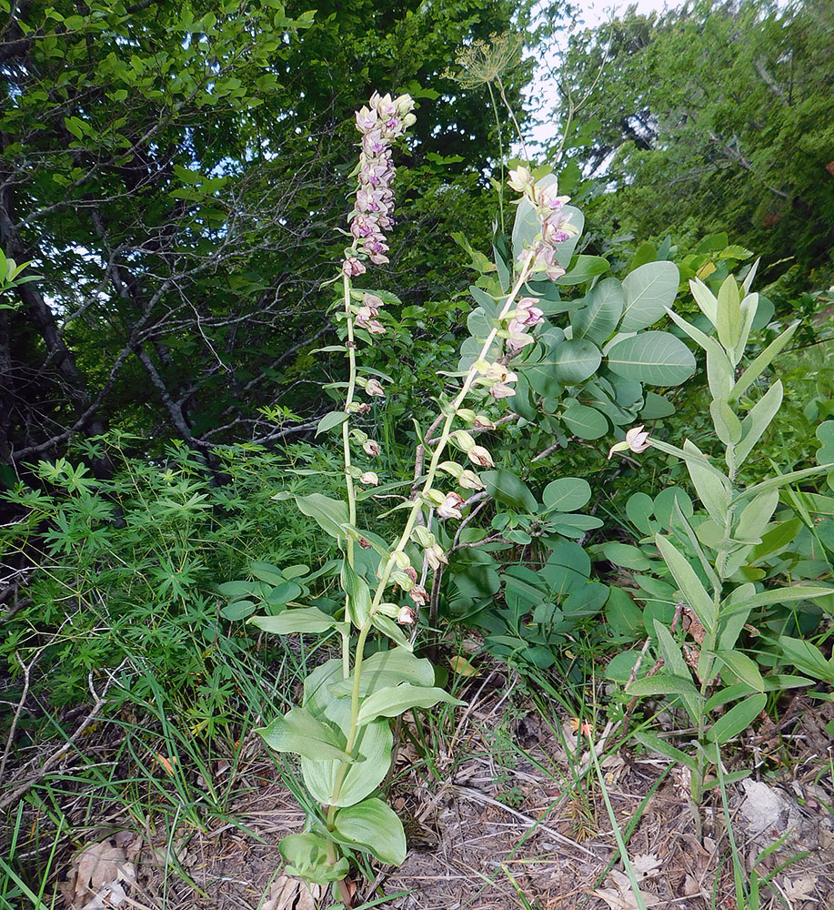 Изображение особи Epipactis helleborine.