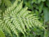 Dryopteris assimilis. Вайя с сорусами. Мурманская обл., окр. пос. Дальние Зеленцы, заросли дёрена (Chamaepericlymenum suecicum) у подножия скалы. 03.08.2022.