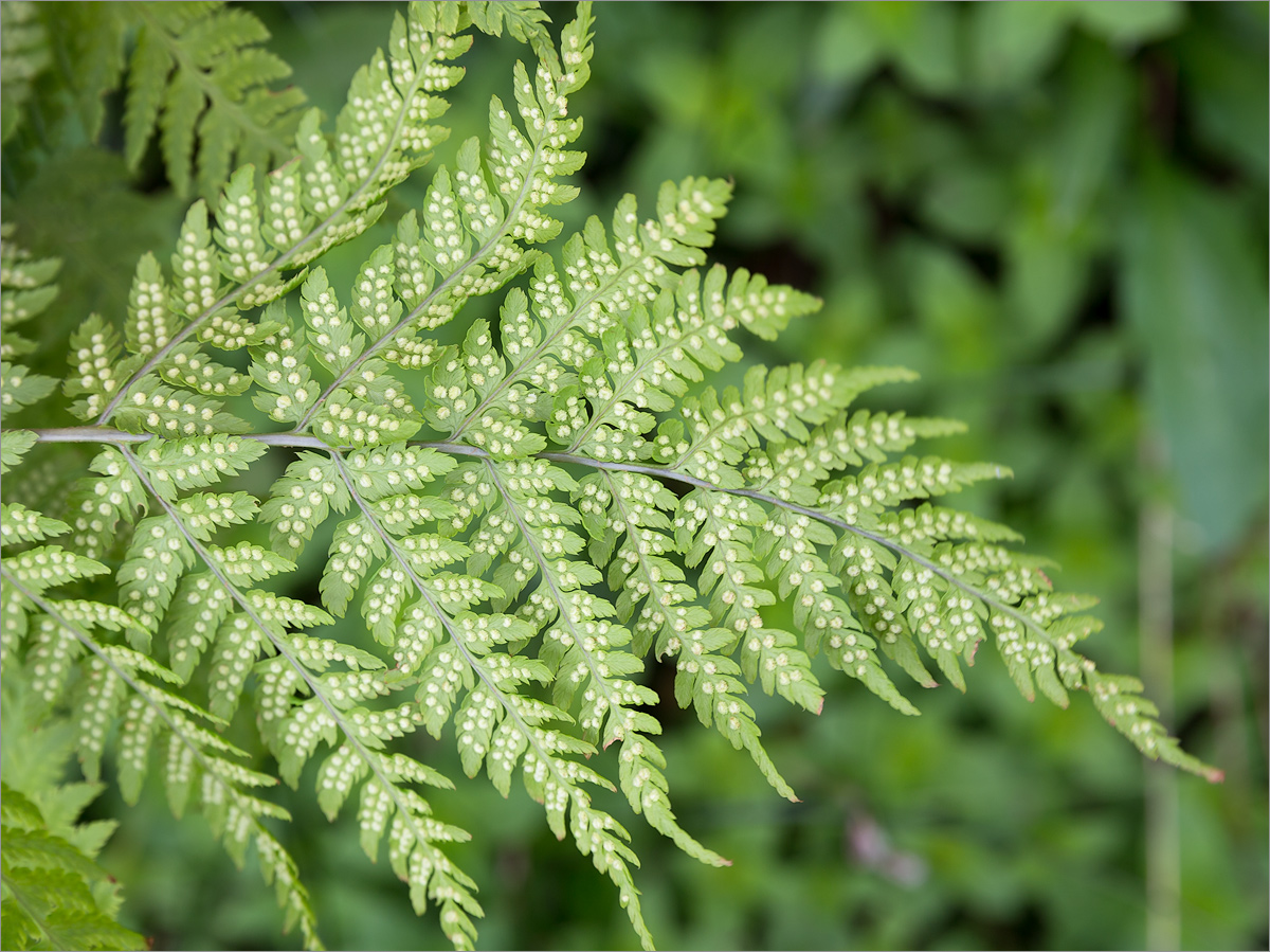 Image of Dryopteris assimilis specimen.