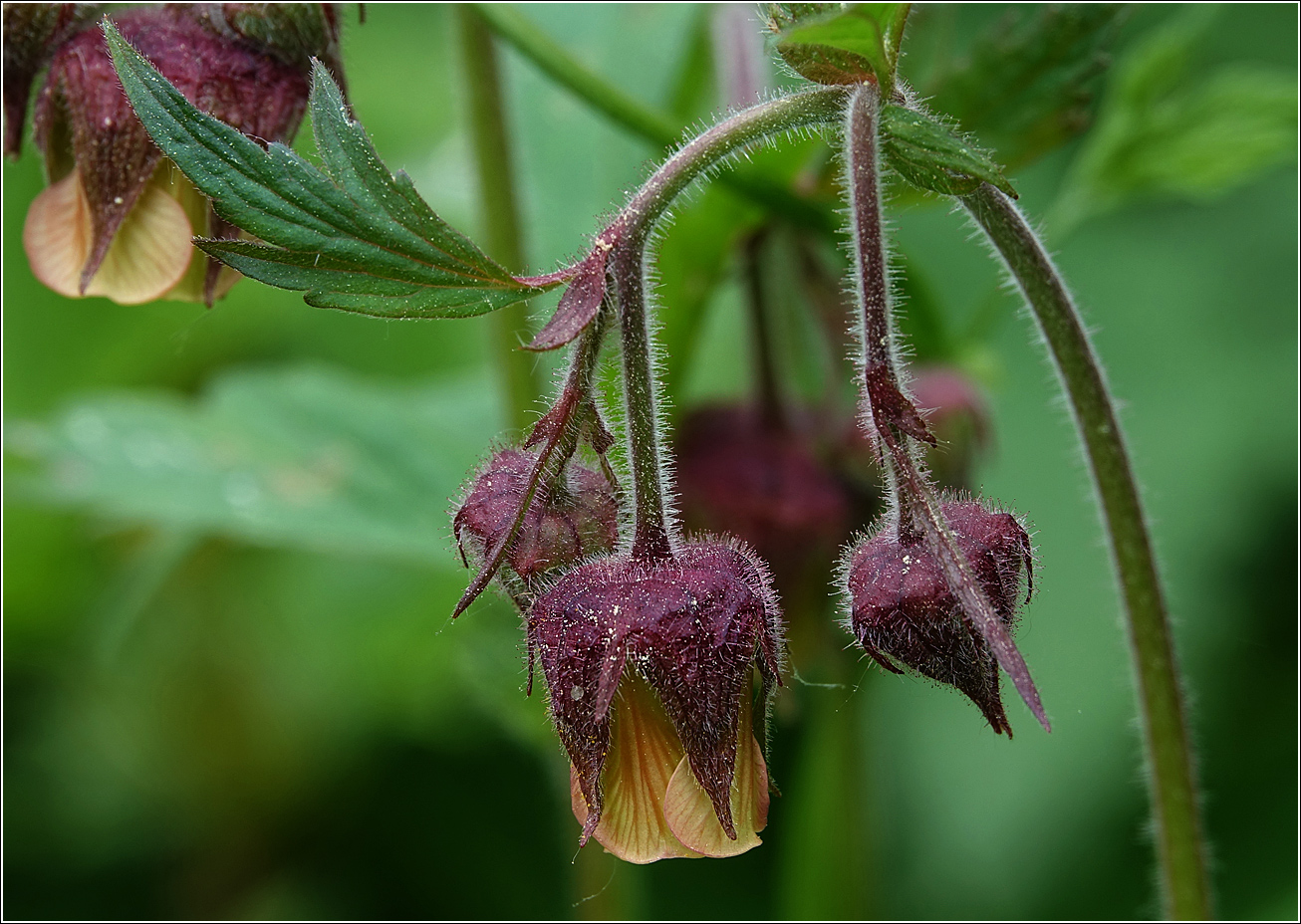 Изображение особи Geum rivale.