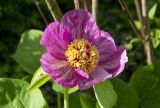 Paeonia caucasica