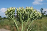 Achillea millefolium