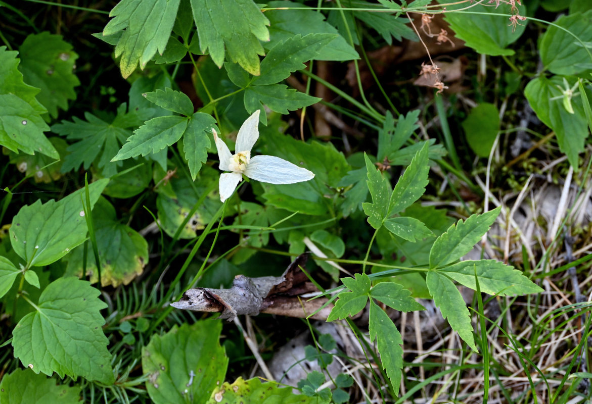 Image of Atragene sibirica specimen.