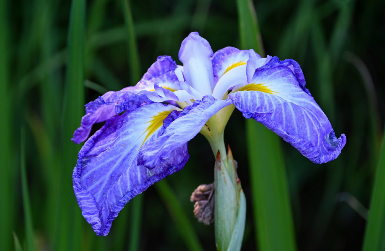 Image of Iris ensata specimen.