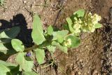 Aconogonon hissaricum