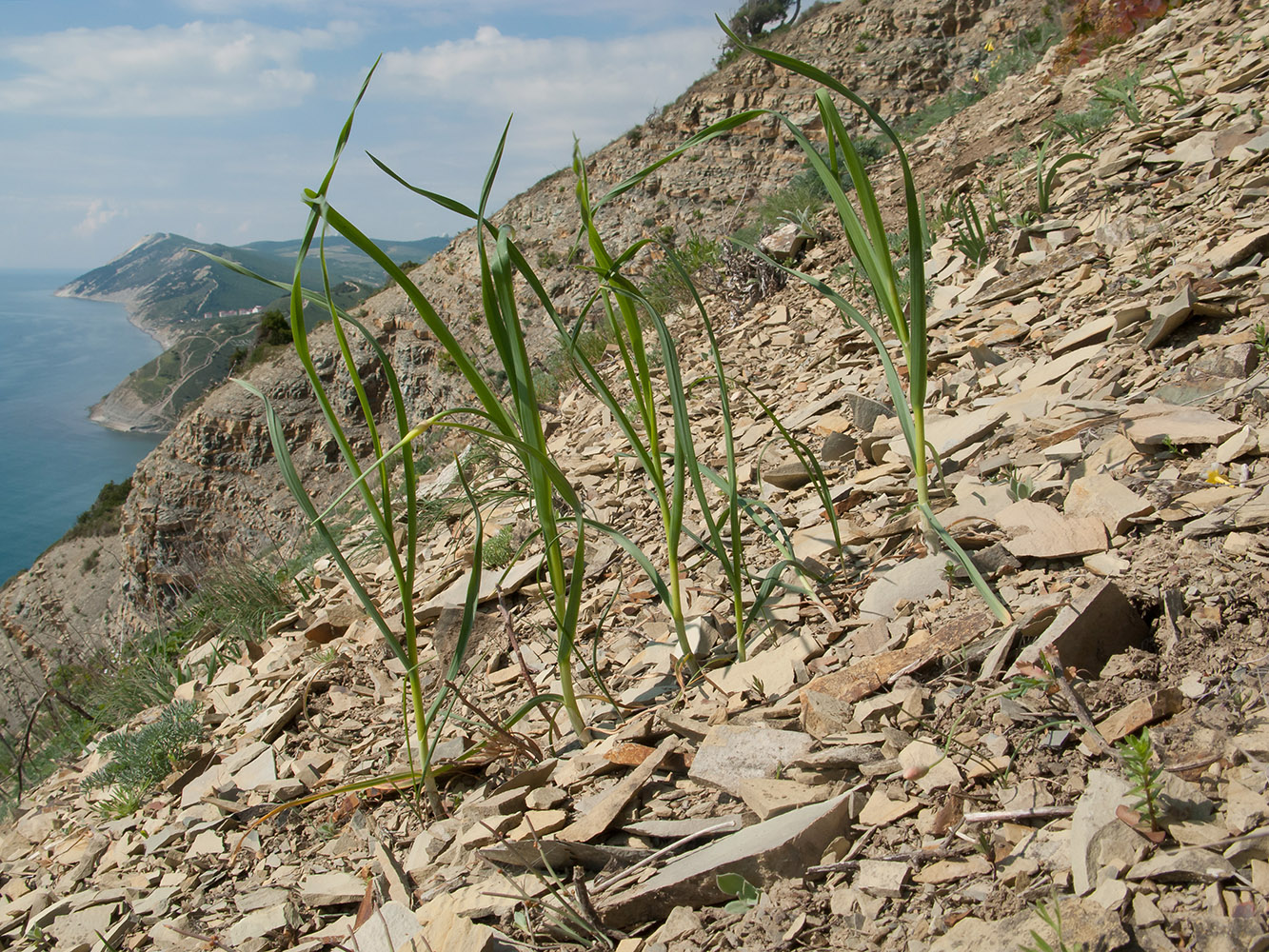 Изображение особи Allium atroviolaceum.