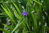 Tradescantia virginiana. Верхушка побега с соцветием. Дагестан, г. Дербент, в культуре. 04.05.2022.