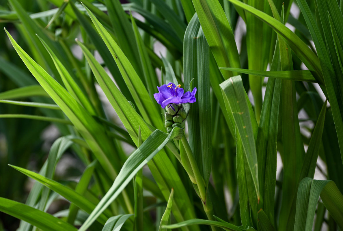 Изображение особи Tradescantia virginiana.