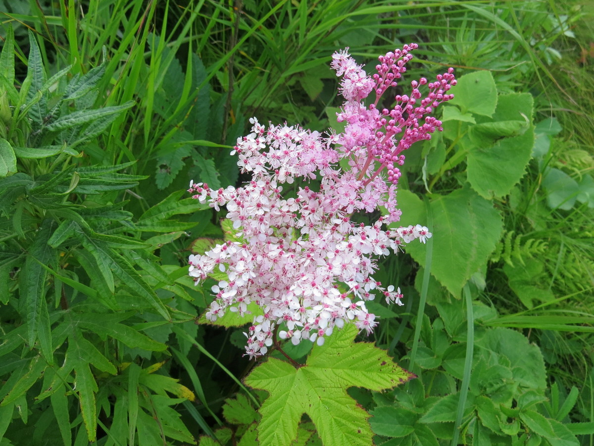 Изображение особи Filipendula palmata.