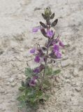 genus Teucrium