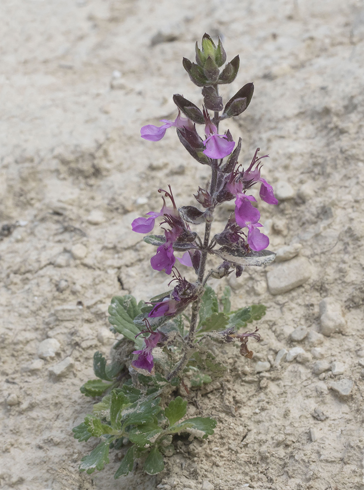 Изображение особи род Teucrium.