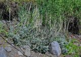Artemisia stelleriana