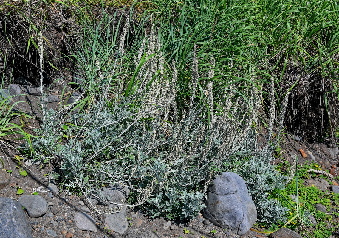 Image of Artemisia stelleriana specimen.