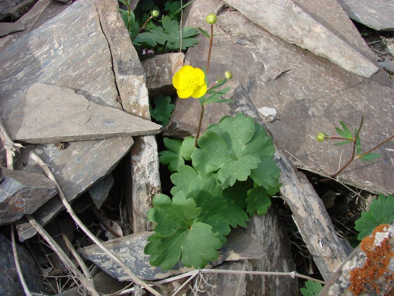 Изображение особи Ranunculus mindshelkensis.