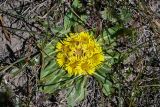 Inula rhizocephala