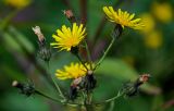 Picris japonica. Соцветия. Сахалин, Корсаковский гор. округ, гора Бережная, луговой склон. 25.08.2022.