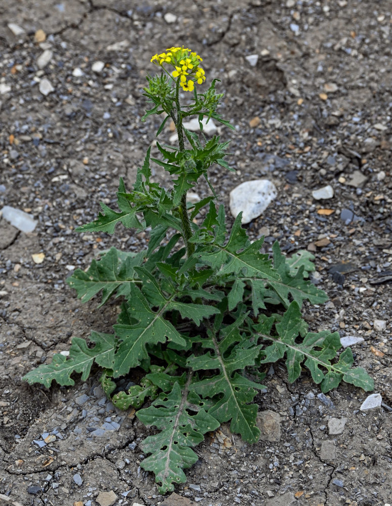 Изображение особи Sisymbrium loeselii.