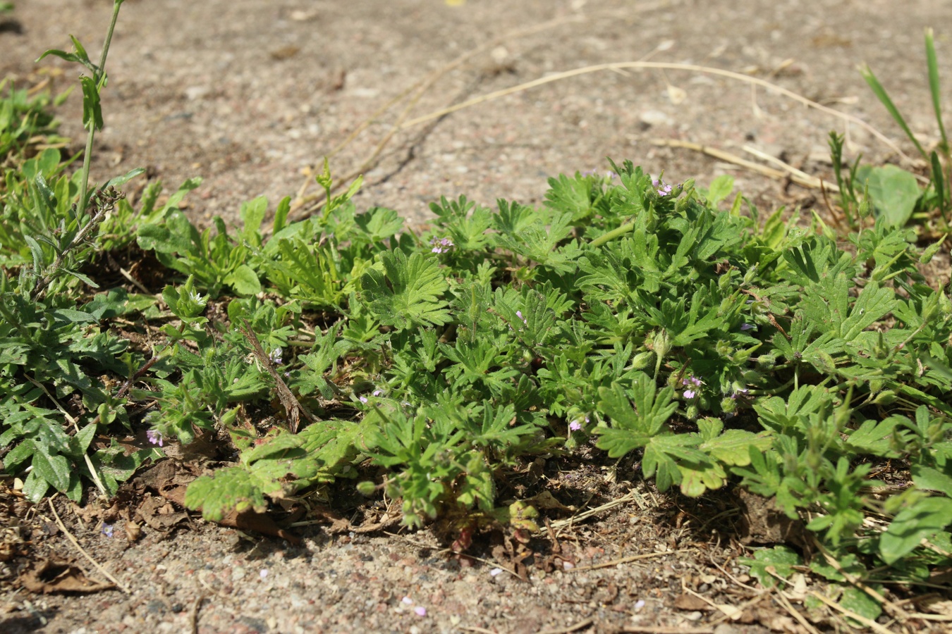 Изображение особи Geranium pusillum.