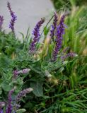 Salvia nemorosa