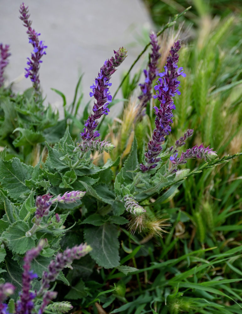 Изображение особи Salvia nemorosa.