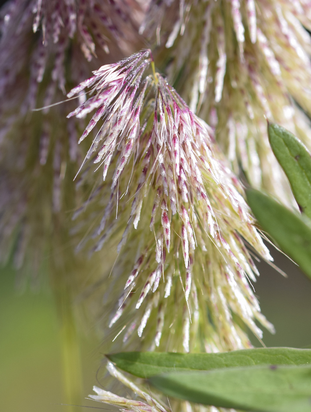 Image of Lamarckia aurea specimen.