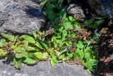 Pennellianthus frutescens. Отцветающее и плодоносящие растения. Курильские о-ва, о-в Кунашир, вулкан Менделеева, ≈ 800 м н.у.м., каменистый склон. 21.08.2022.