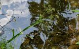 genus Scirpus