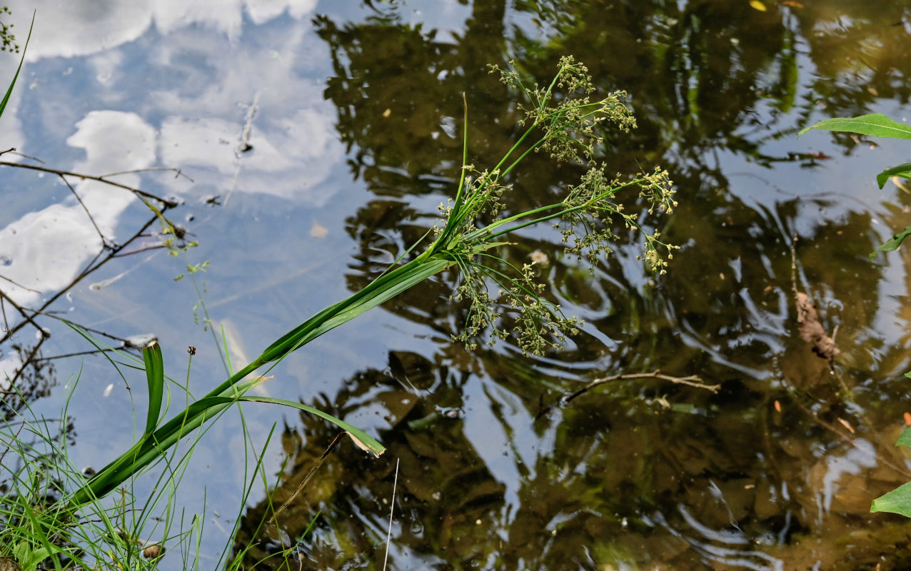 Image of genus Scirpus specimen.