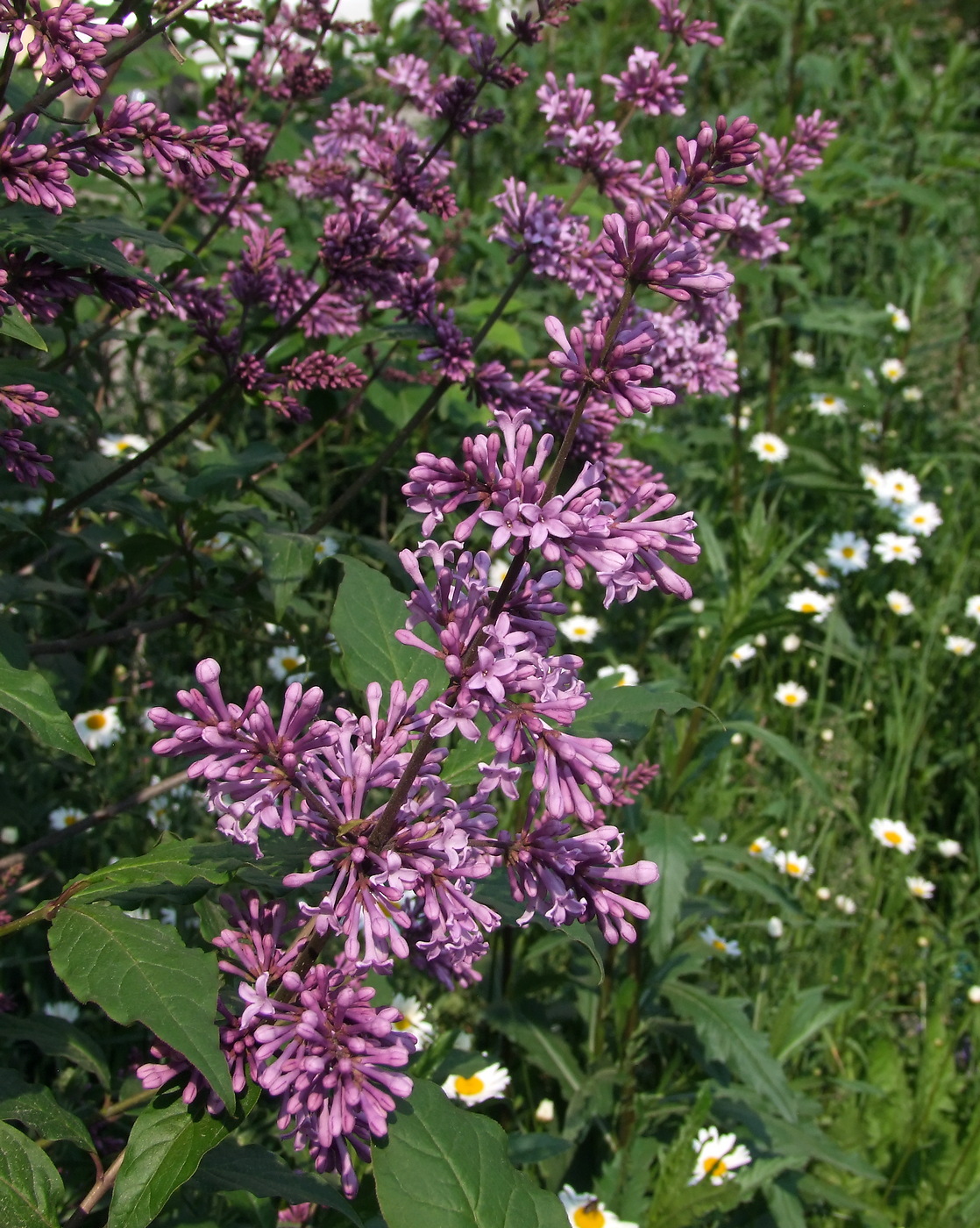 Image of Syringa josikaea specimen.