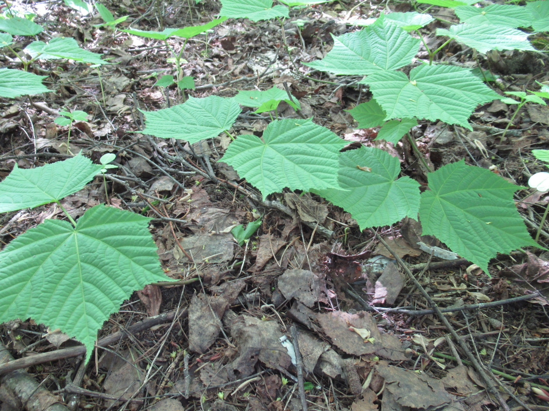 Image of Acer tegmentosum specimen.