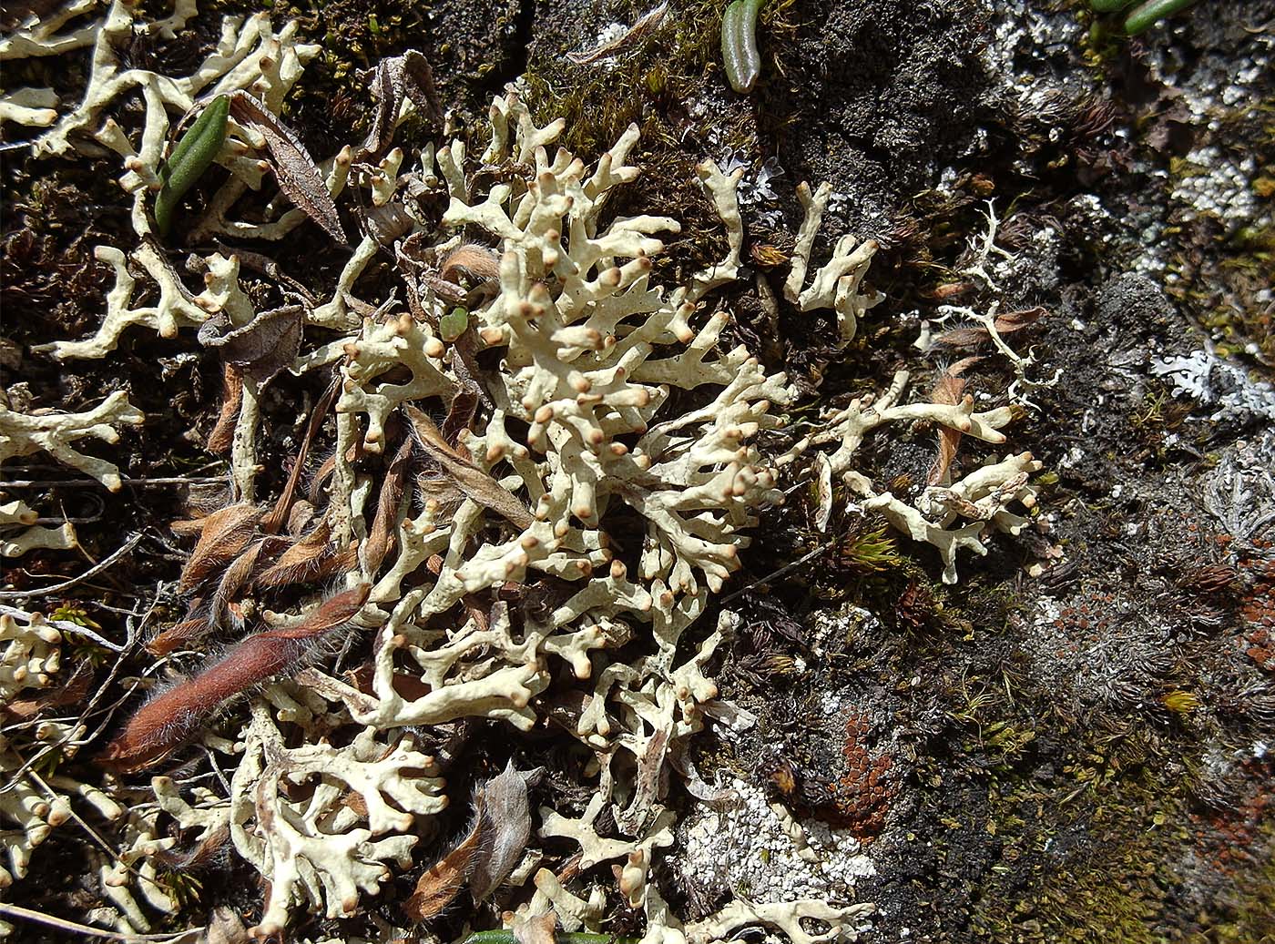 Изображение особи Allocetraria madreporiformis.