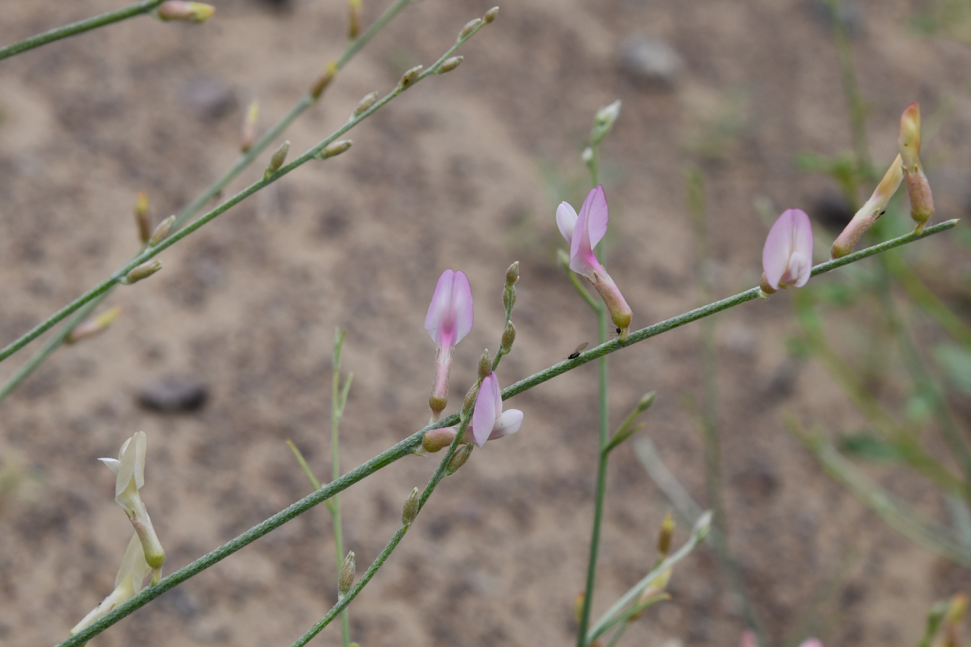 Изображение особи Astragalus sogotensis.