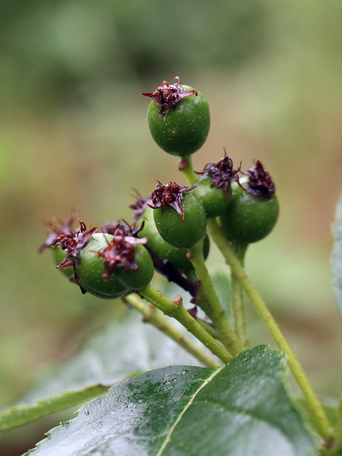 Image of Sorbus buschiana specimen.