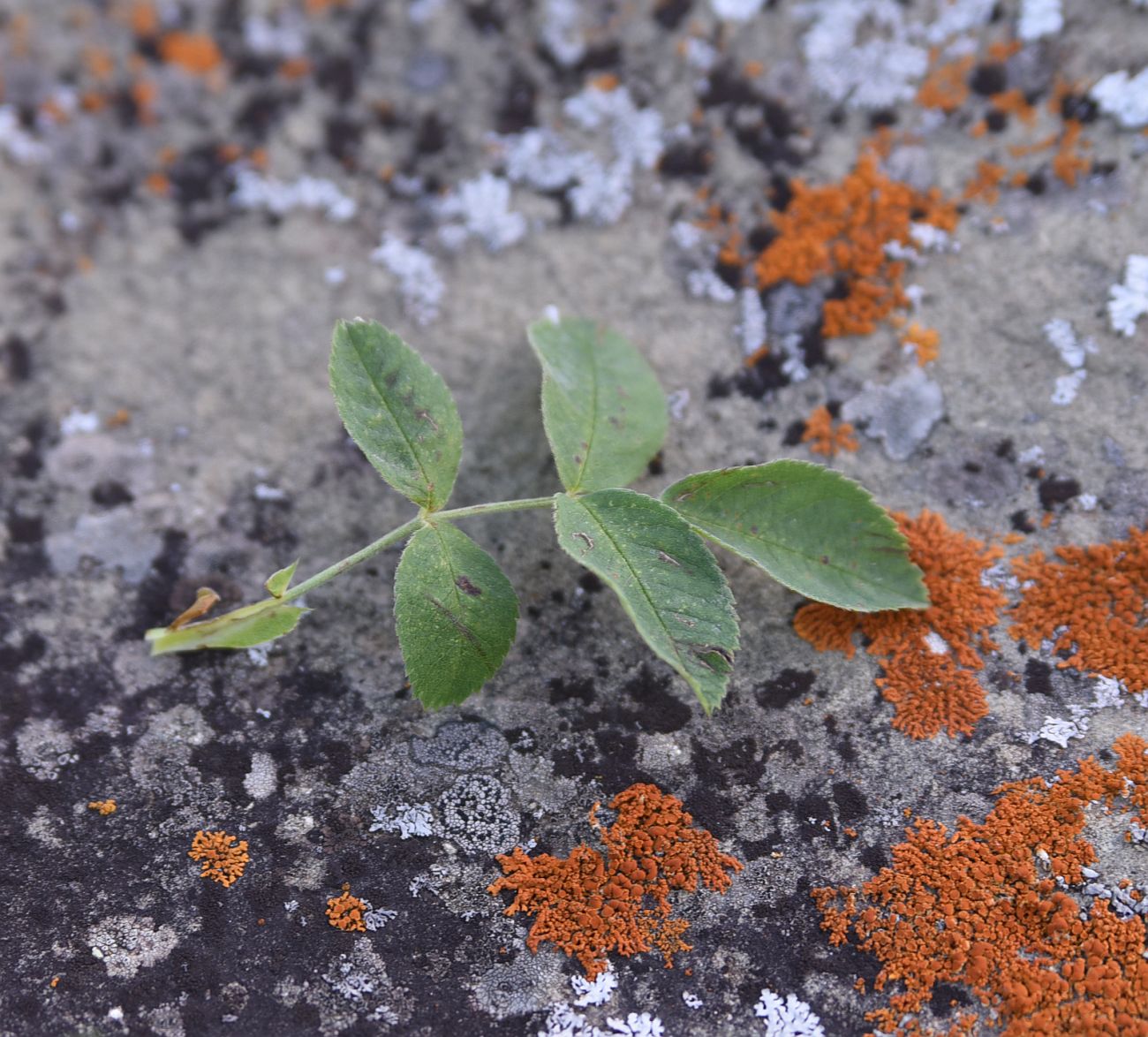 Image of genus Rosa specimen.