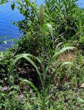 Sorghum bicolor