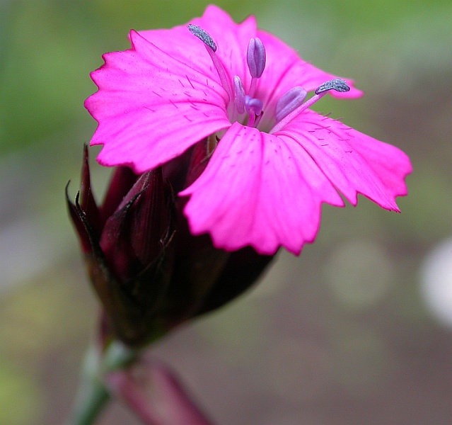 Image of Dianthus pontederae specimen.