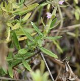 Thymus × tschernjajevii. Часть побега. Липецкая обл., Данковский р-н, 150 м от Камня Кудеяра, правый берег р. Дон, степь. 2 августа 2024 г.
