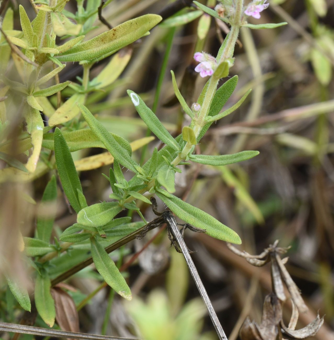 Image of Thymus &times; tschernjajevii specimen.