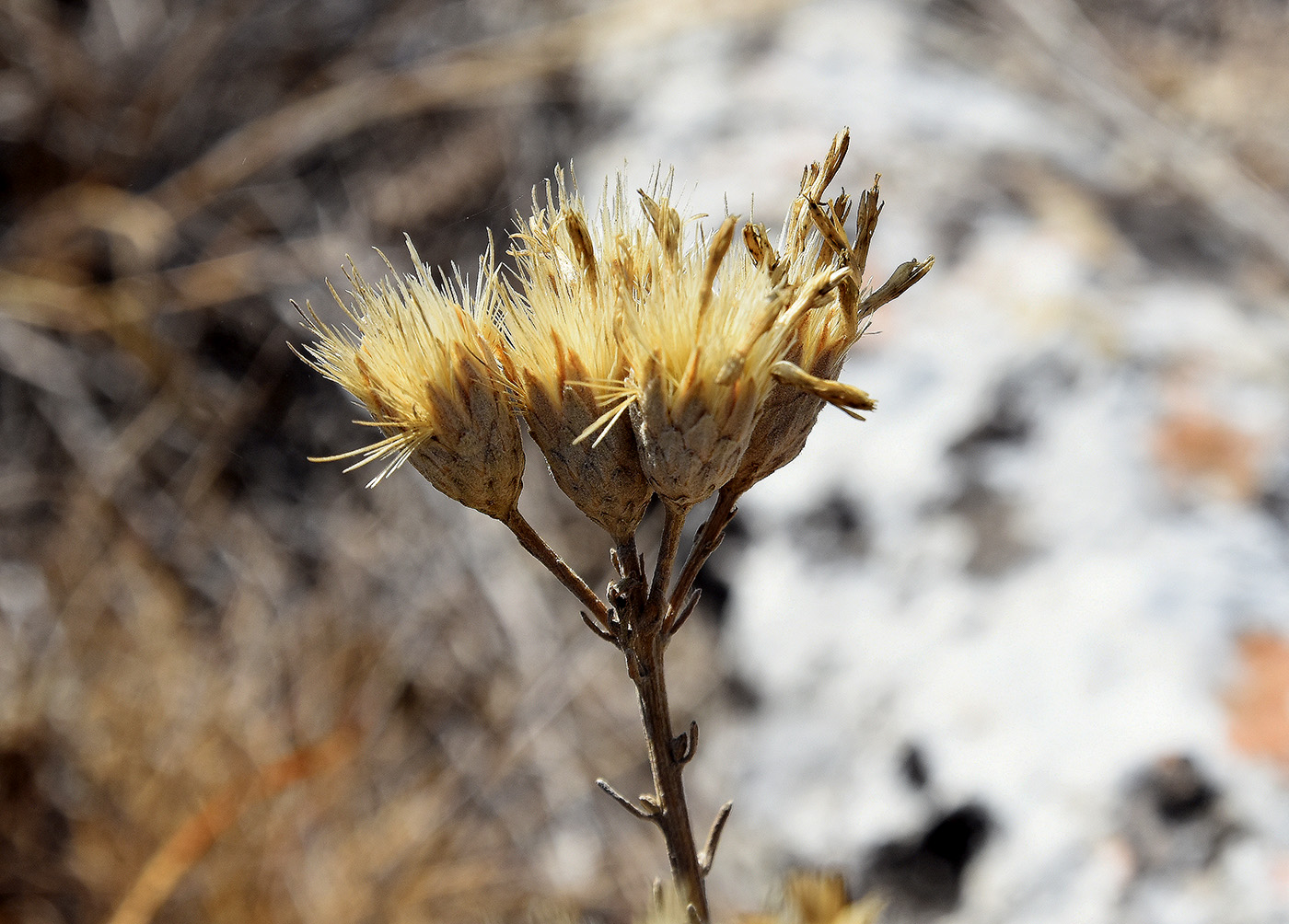 Image of Jurinea stoechadifolia specimen.