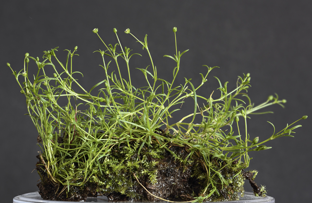 Image of Sagina procumbens specimen.