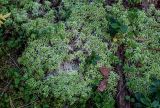 род Sphagnum. Верхушки вегетирующих растений (рядом видны побеги Vaccinium vitis-idaea и Linnaea borealis). Тверская обл., Конаковский р-н, долина р. Сестра, заболоченный участок смешанного леса. 07.09.2024.