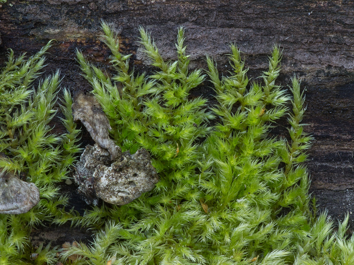 Изображение особи семейство Brachytheciaceae.