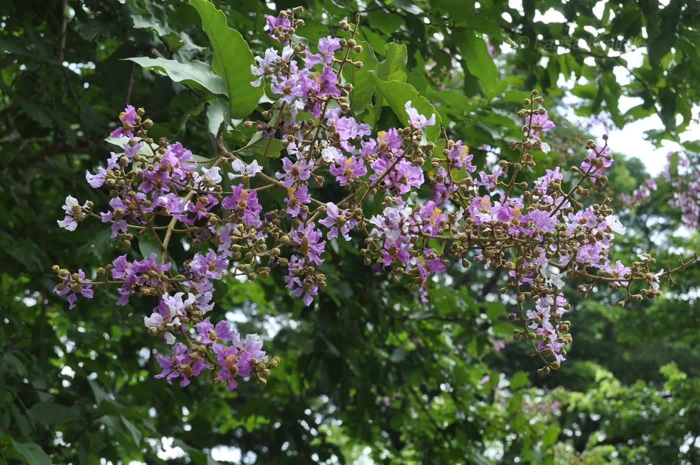 Изображение особи Lagerstroemia speciosa.