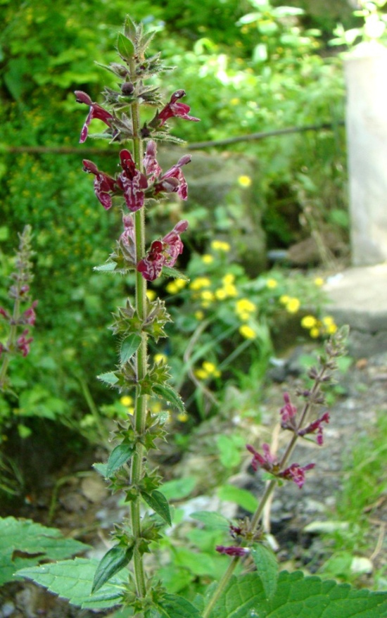 Image of Stachys sylvatica specimen.