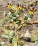 Cousinia polycephala. Верхушка побега с соцветиями. Узбекистан, Ферганская дол., Андижанская обл., Джалалкудукский р-н, окр. кишлака Тешикташ, адыр. 12.06.2015.