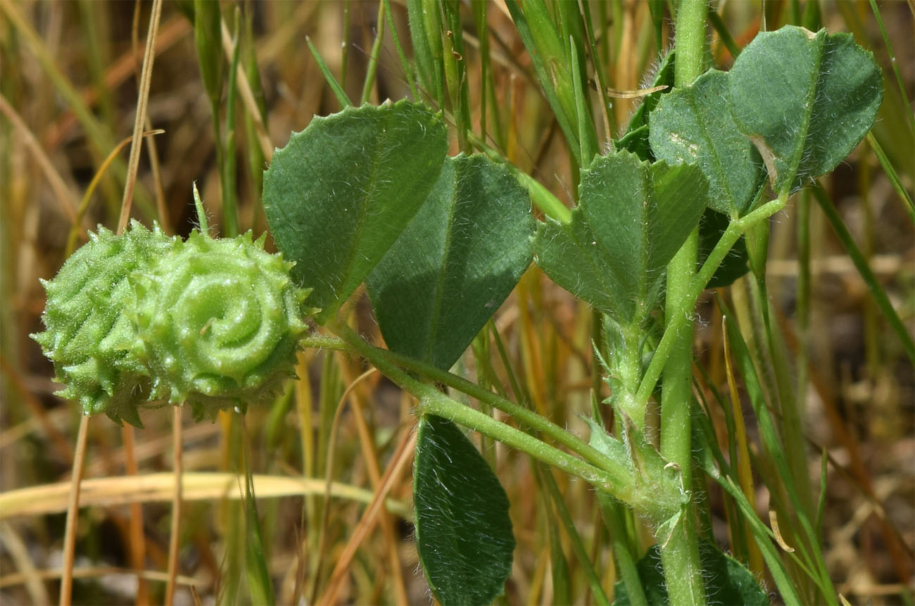 Image of Medicago rigidula specimen.