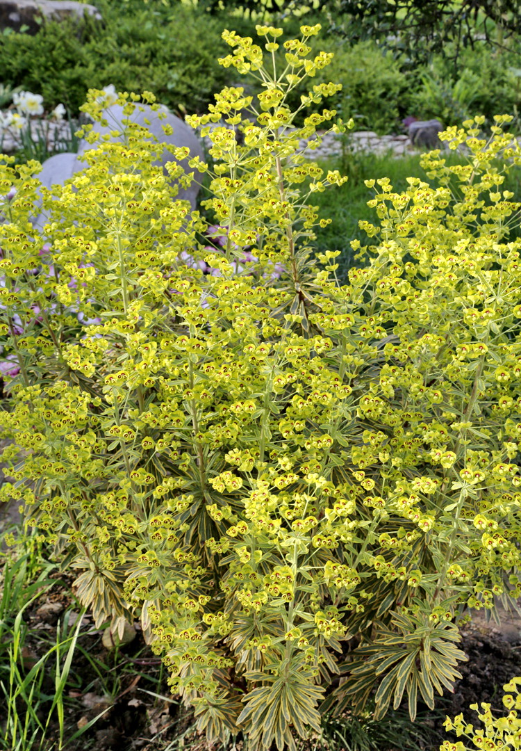 Изображение особи род Euphorbia.