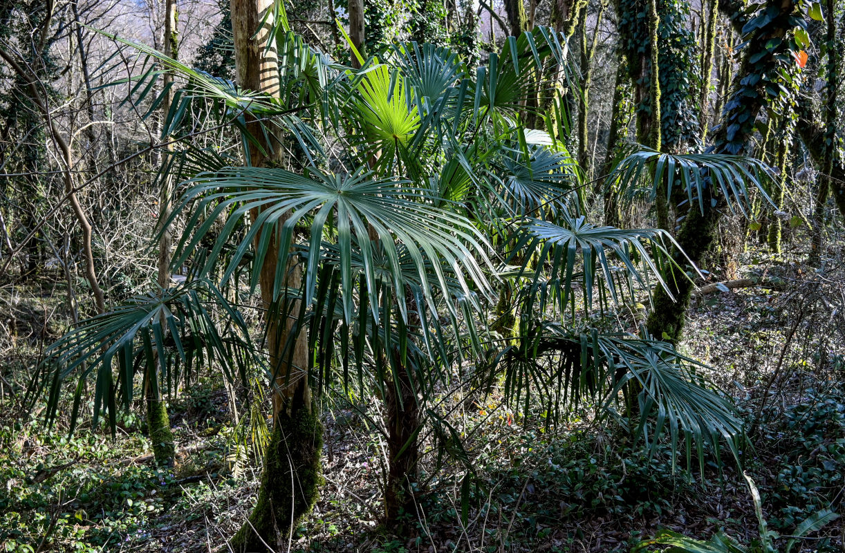 Image of Trachycarpus fortunei specimen.