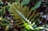 Polypodium cambricum